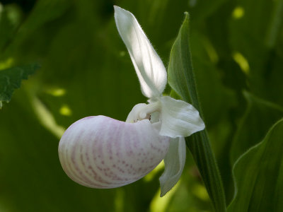 Showy Ladys Slipper Orchid