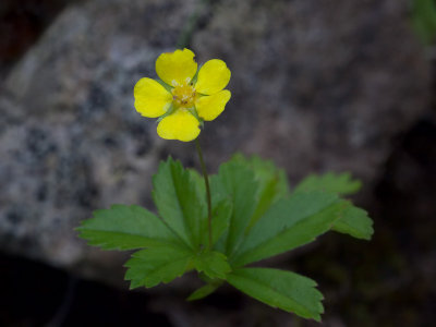 Dwarf Cinquefoil