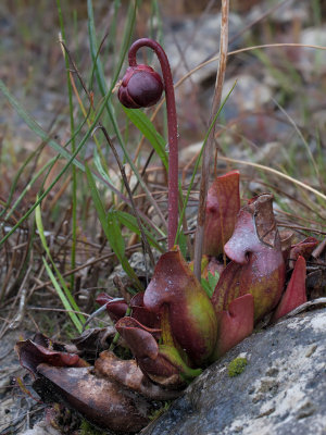 Pitcher Plant