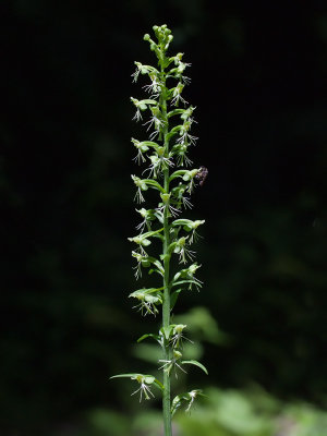 Ragged Fringed Orchid