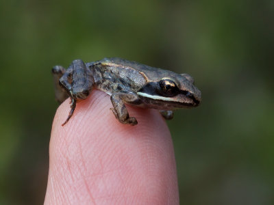 Small Wood Frog on My Finger