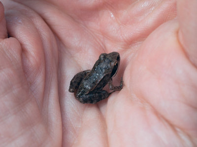 Small Wood Frog in My Hand