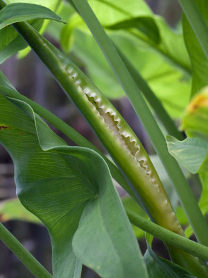 Arrow Arum