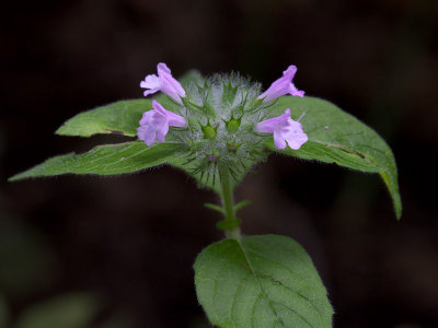 Wild Basil