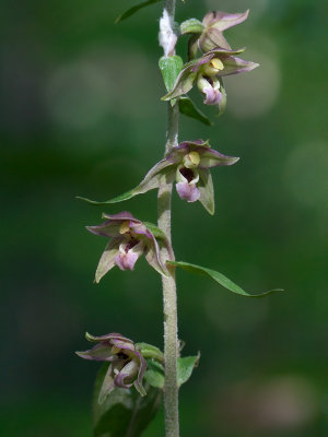 Helleborine Orchid