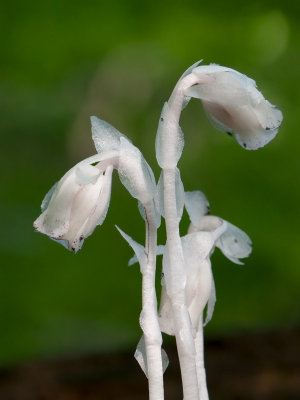 Indian Pipe