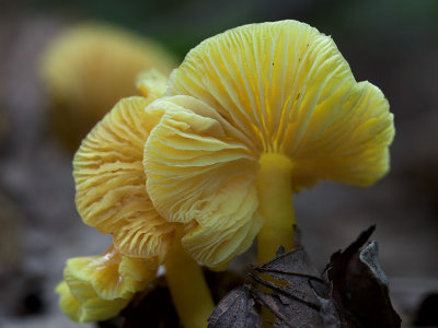 Golden Waxy Cap Mushroom