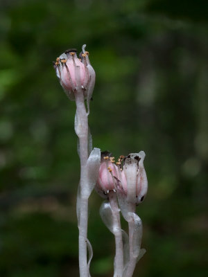 Indian Pipe