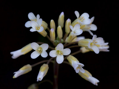 Spreading Rock Cress