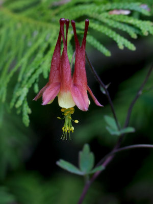 Columbine