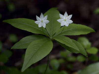 Starflower