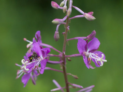 Fireweed