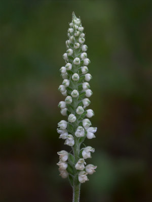 Downy Rattlesnake Plantain Orchid