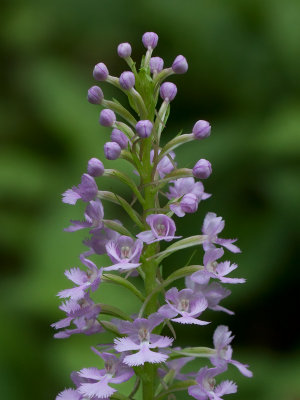 Small Purple Fringed Orchid