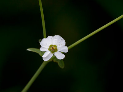 Flowering Spurge