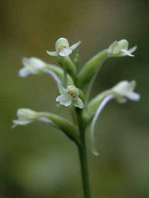 Club Spur Orchid