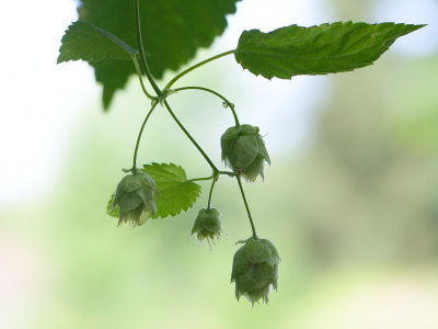 Common Hop