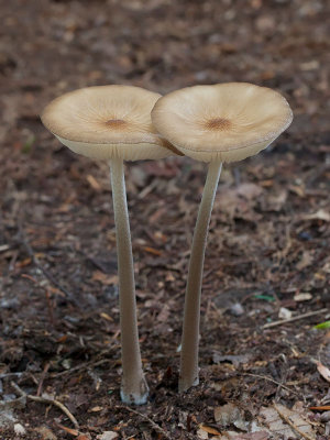 Beech Rooter Mushrooms