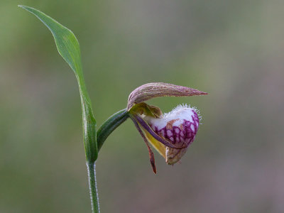 Ram's Head Lady's Slipper Orchid
