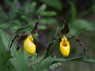 Northern Small Yellow Lady's Slipper Orchid 