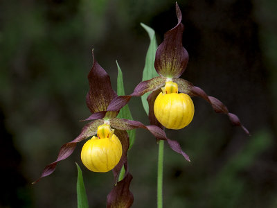 Northern Small Yellow Lady's Slipper Orchid