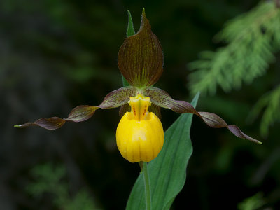 Northern Small Yellow Ladys Slipper Orchid