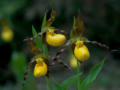 Northern Small Yellow Lady's Slipper Orchid