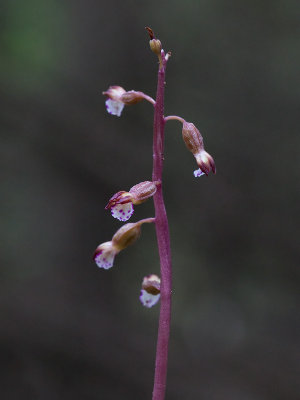 Pringle's Autumn Coralroot Orchid