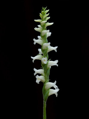 Yellow Ladies'-tresses Orchid