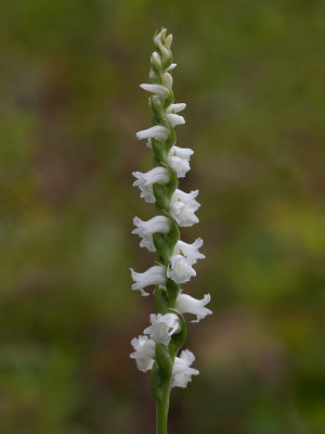 Nodding Ladies'-tresses Orchid