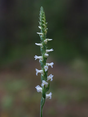 Yellow Ladies'-tresses Orchid