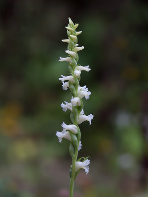 Yellow Ladies'-tresses Orchid