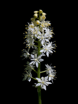 Foamflower