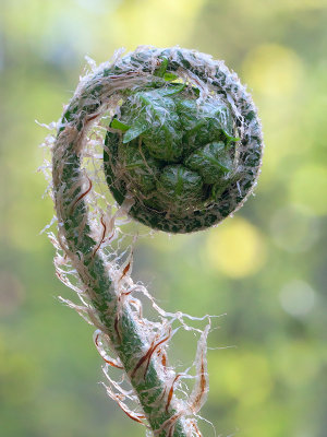 Goldies Fern Unfolding