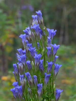 Fringed Gentian