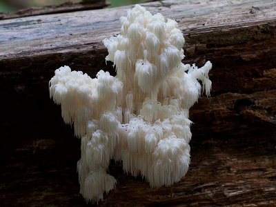 Bear's Head Tooth Mushroom