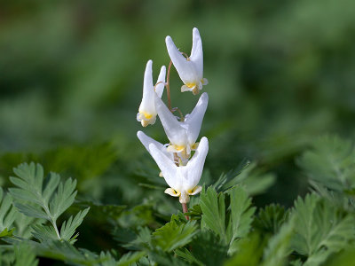 Dutchman's Breeches