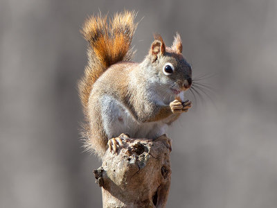 Red Squirrel Eating Peanut Butter