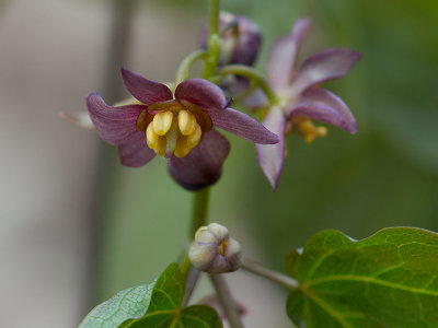 Early Blue Cohosh