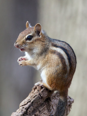 Chipmunk