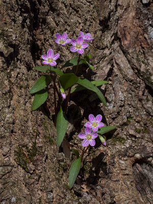 Spring Beauties