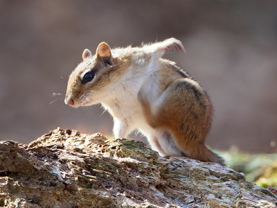 Chipmunk
