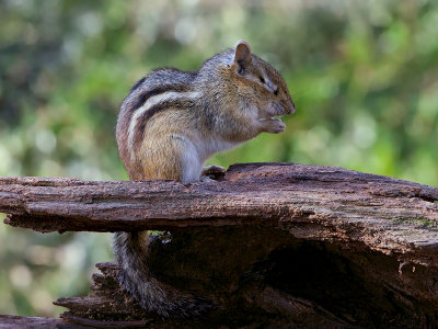 Chipmunk Saying Grace