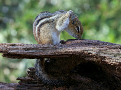 Chipmunk