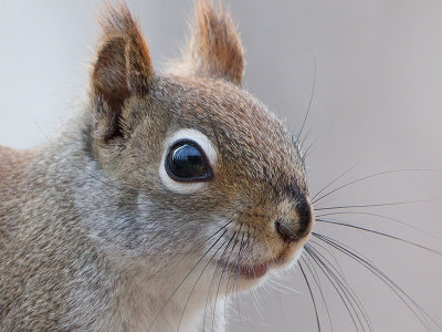 Red Squirrel