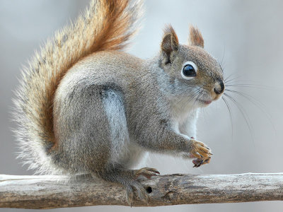 Red Squirrel