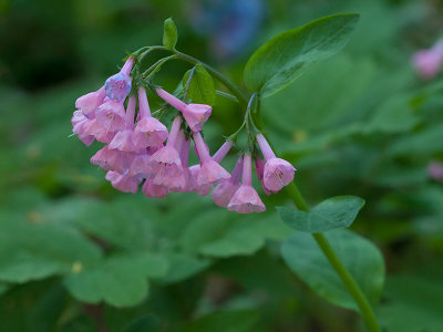 Virginia Bluebells