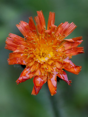 Orange Hawkweed Filled with Raindrops