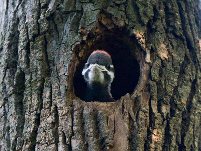 Pileated Woodpecker Chick