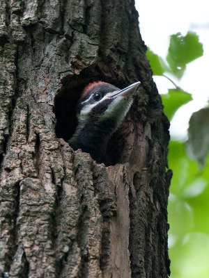 Pileated Woodpecker Chick